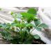 Агроволокно покривне біле Premium-Agro 30 г/м2 6,35х200 м (з посиленим краєм)