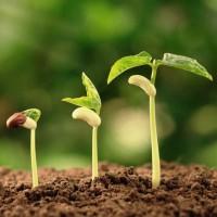 Стимуляторы роста растений