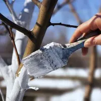 Побелка и замазка для деревьев