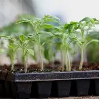 Кассеты для рассады