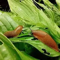 Моллюскоциды