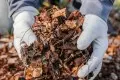 Как сделать компост из листьев?