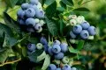 Кокосовый субстрат - новое решение для выращивания голубики
