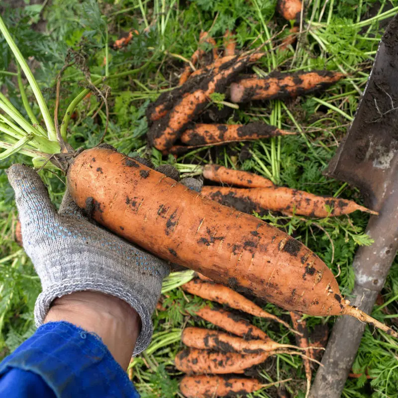 Как правильно хранить морковь на зиму?