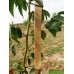 Кембрик для подвязки растений Agrario 4 мм 35 см 0,5 кг