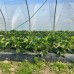 Мульчирующая пленка перфорированная однорядка черная Пластмодерн 40 мкм 1х500 м (24 месяца)