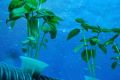 «Nemo’s Garden» - первая в мире подводная овощная ферма
