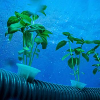 «Nemo’s Garden» - первая в мире подводная овощная ферма