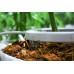 Дугова мульти-крапельниця Netafim NetBow 25 см для поливу рослин у горщиках