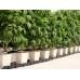 Дуговая мульти-капельница Netafim NetBow 25 см для полива растений в горшках