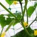 Шпалерна сітка для огірків Bradas Plant Net 150х170 мм 1,7х100 м