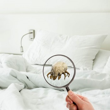 Як позбутися домашніх клопів та кліщів?