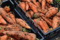 Як правильно і де краще зберігати моркву взимку?
