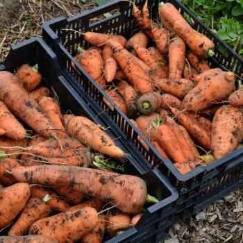 Как правильно и где лучше хранить морковь зимой?