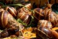 В Украине начали производить экзотический деликатес - улиточную икру