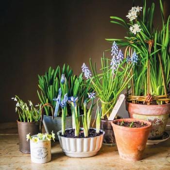 Как самостоятельно вырастить луковичные цветы к 8 марта?