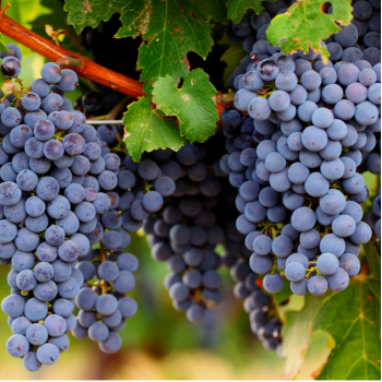 Что необходимо для успешного выращивания винограда?