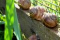На Вінниччині відкрили ферму для вирощування їстівних равликів